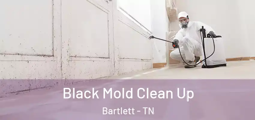  Black Mold Clean Up Bartlett - TN