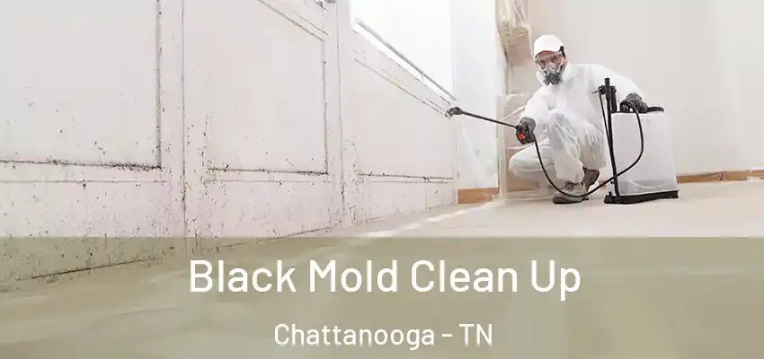  Black Mold Clean Up Chattanooga - TN