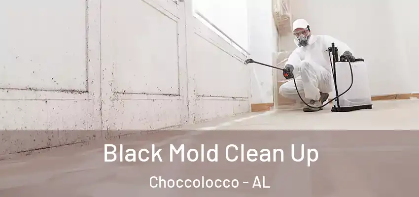Black Mold Clean Up Choccolocco - AL