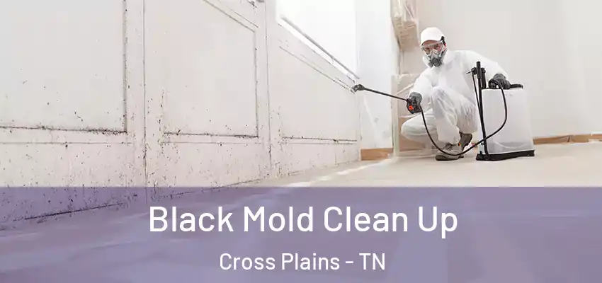 Black Mold Clean Up Cross Plains - TN