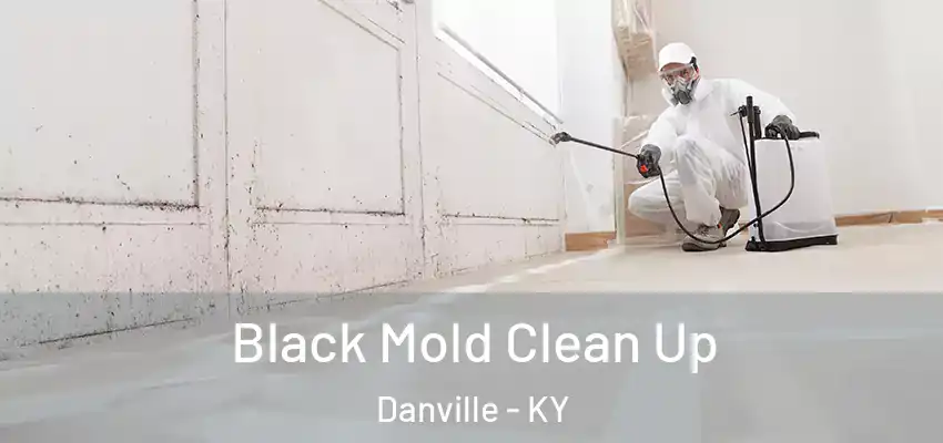 Black Mold Clean Up Danville - KY