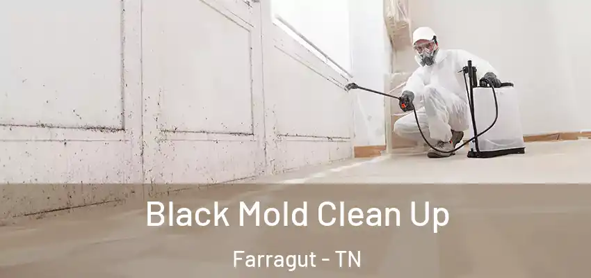  Black Mold Clean Up Farragut - TN