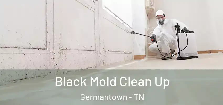  Black Mold Clean Up Germantown - TN