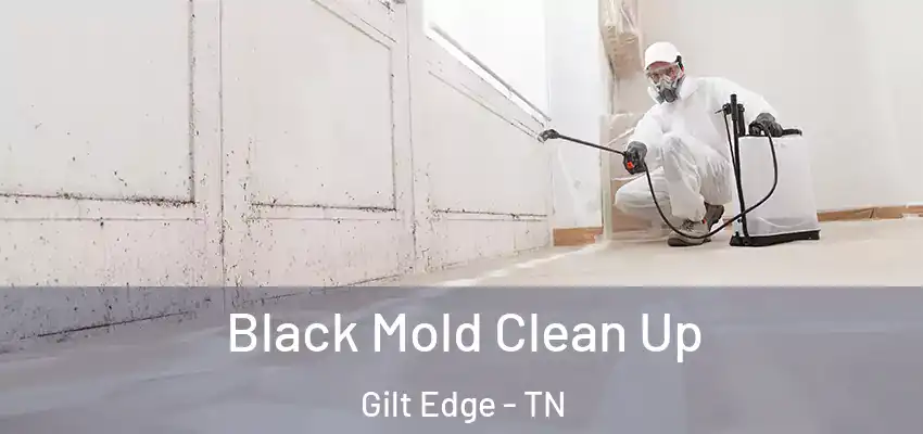 Black Mold Clean Up Gilt Edge - TN