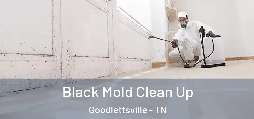 Black Mold Clean Up Goodlettsville - TN