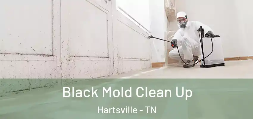 Black Mold Clean Up Hartsville - TN