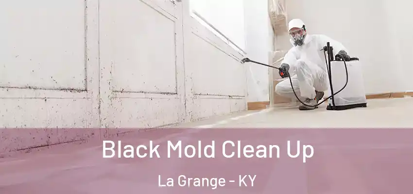  Black Mold Clean Up La Grange - KY