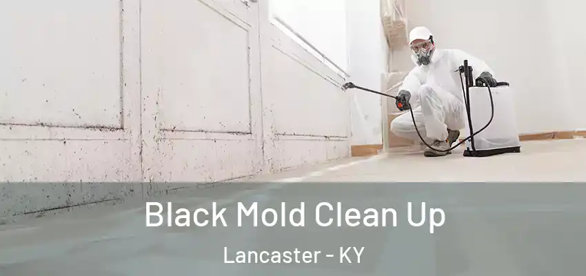  Black Mold Clean Up Lancaster - KY