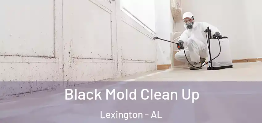 Black Mold Clean Up Lexington - AL