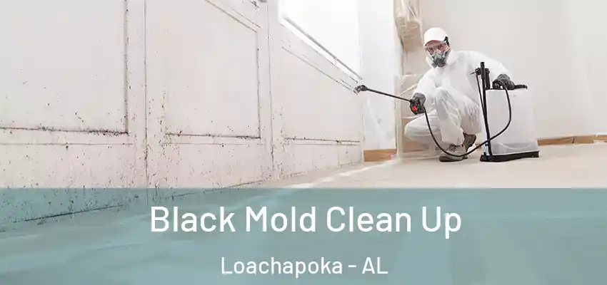 Black Mold Clean Up Loachapoka - AL