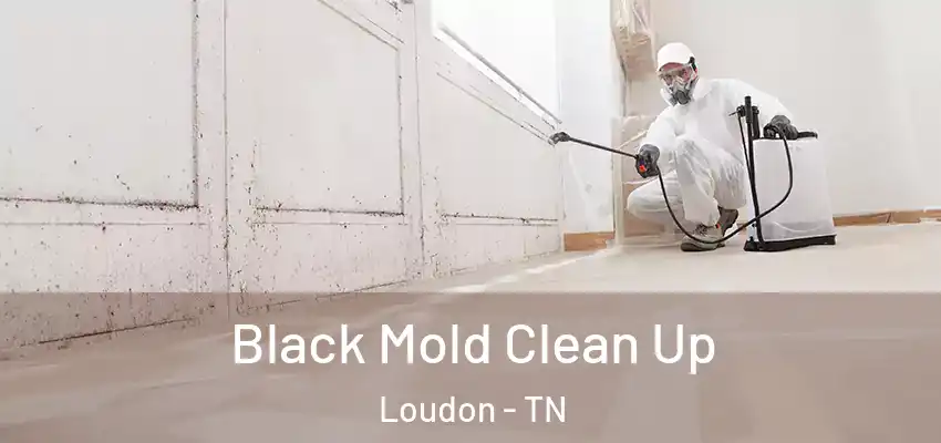  Black Mold Clean Up Loudon - TN