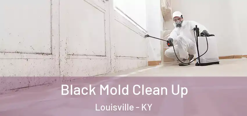 Black Mold Clean Up Louisville - KY