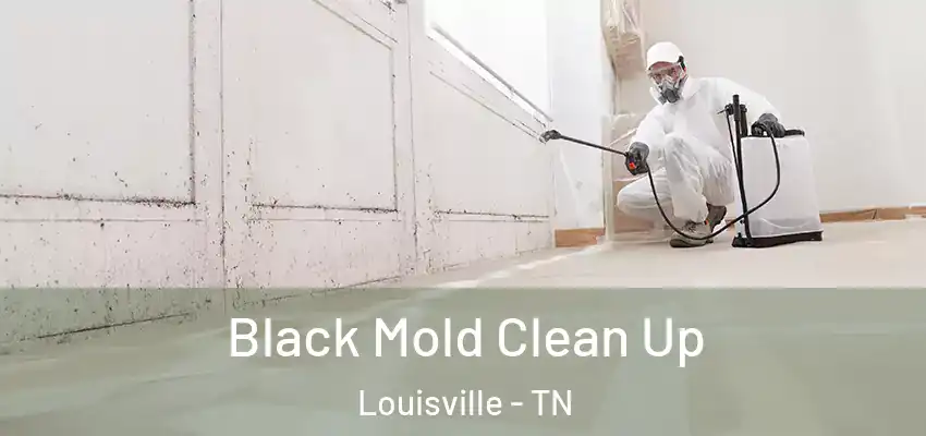  Black Mold Clean Up Louisville - TN