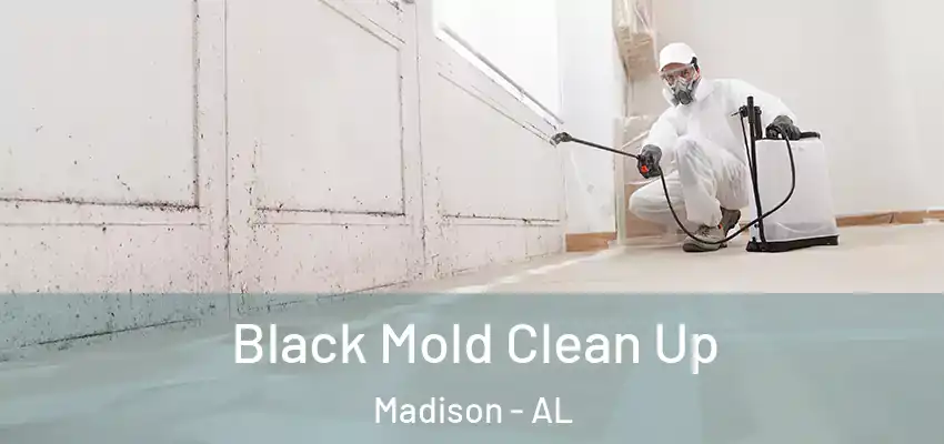Black Mold Clean Up Madison - AL