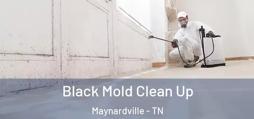  Black Mold Clean Up Maynardville - TN