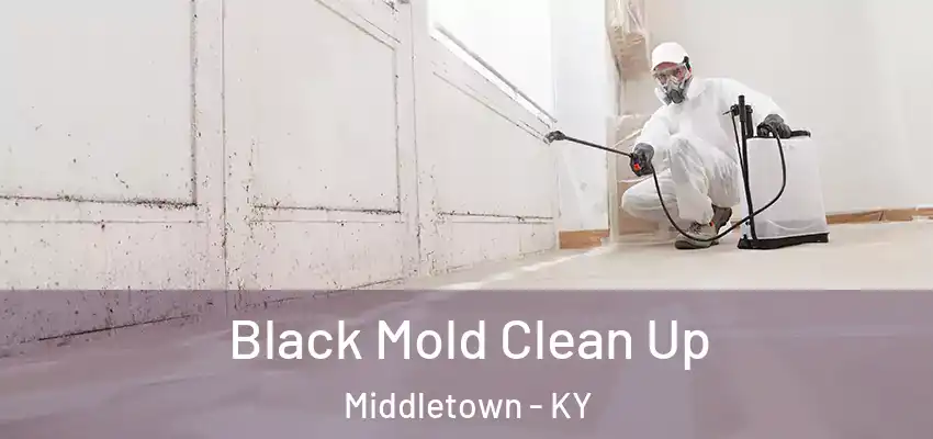  Black Mold Clean Up Middletown - KY