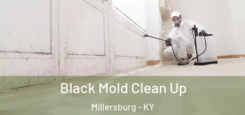 Black Mold Clean Up Millersburg - KY