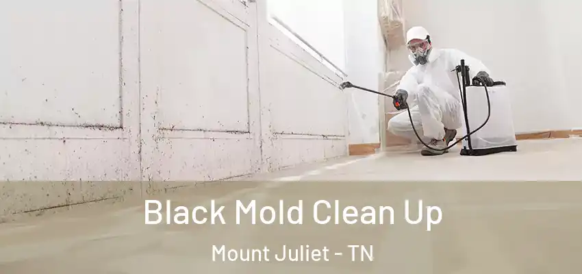  Black Mold Clean Up Mount Juliet - TN