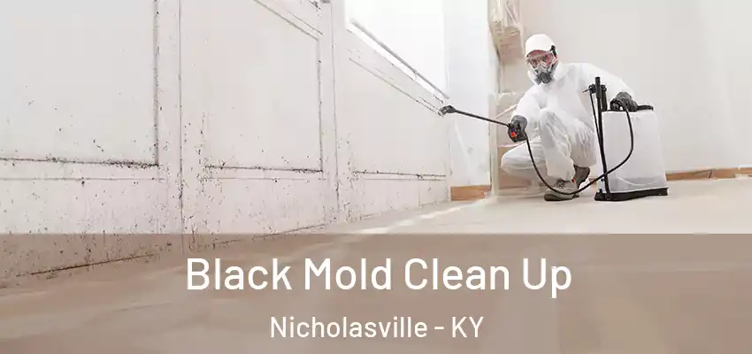  Black Mold Clean Up Nicholasville - KY