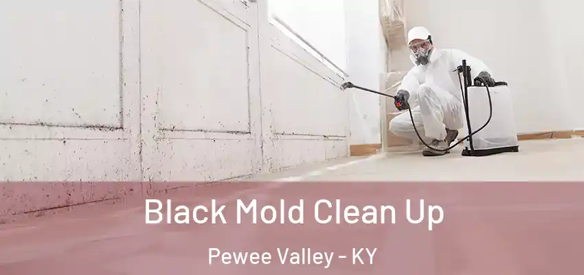  Black Mold Clean Up Pewee Valley - KY
