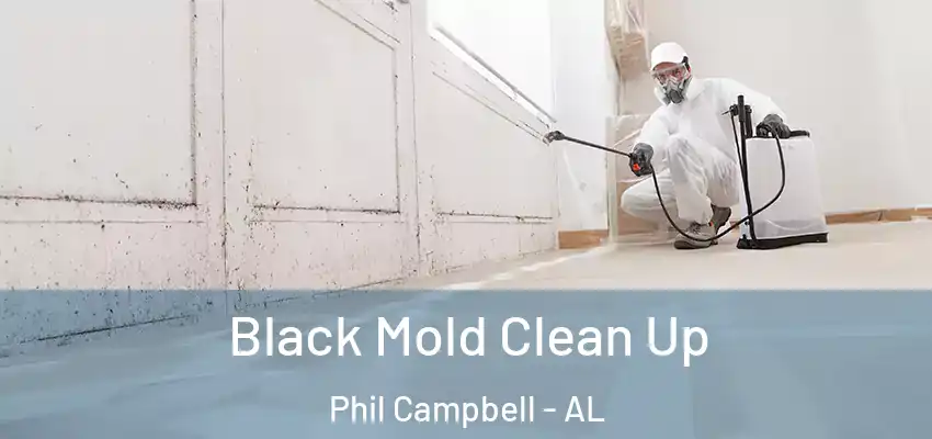 Black Mold Clean Up Phil Campbell - AL
