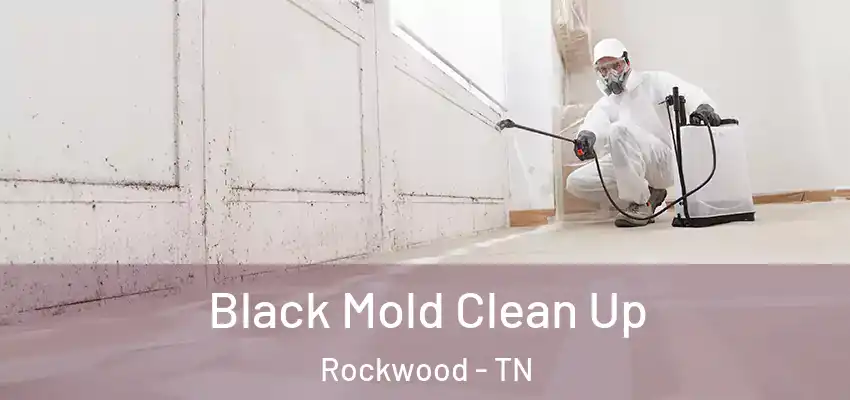 Black Mold Clean Up Rockwood - TN