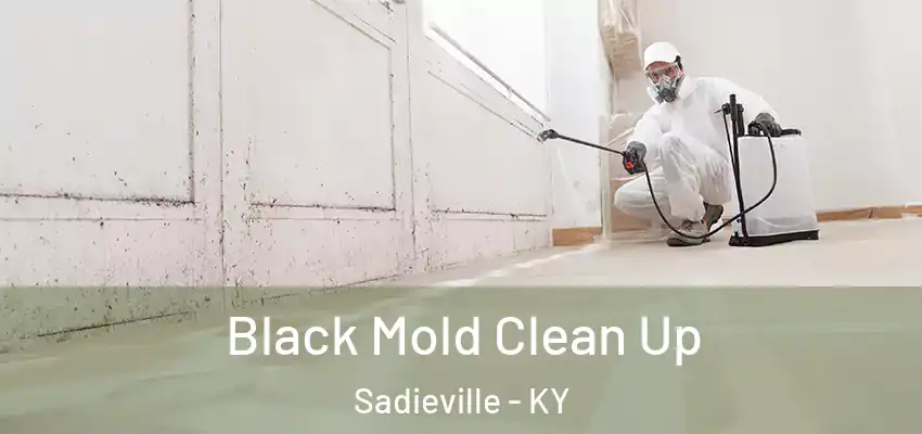 Black Mold Clean Up Sadieville - KY