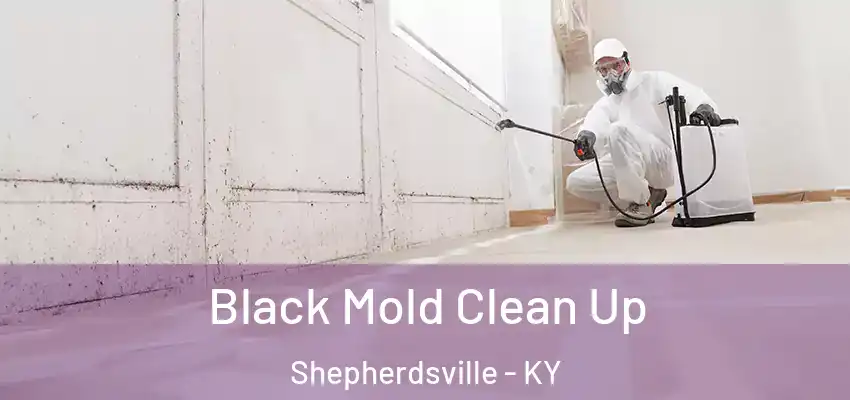 Black Mold Clean Up Shepherdsville - KY