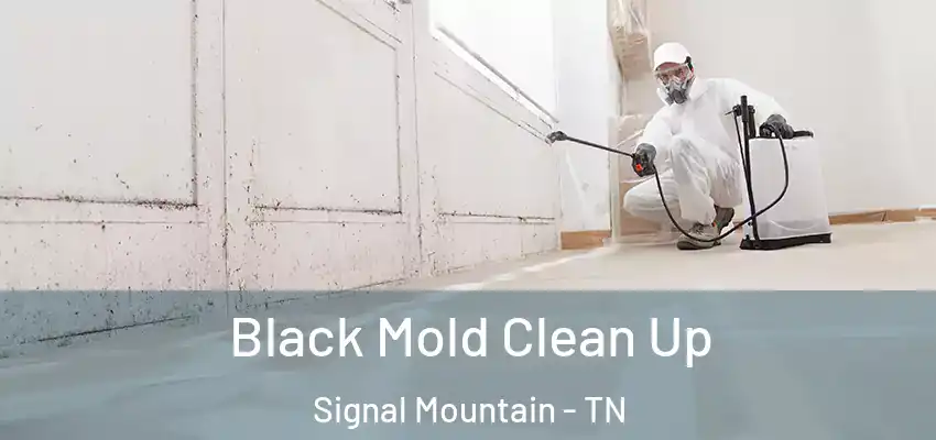  Black Mold Clean Up Signal Mountain - TN