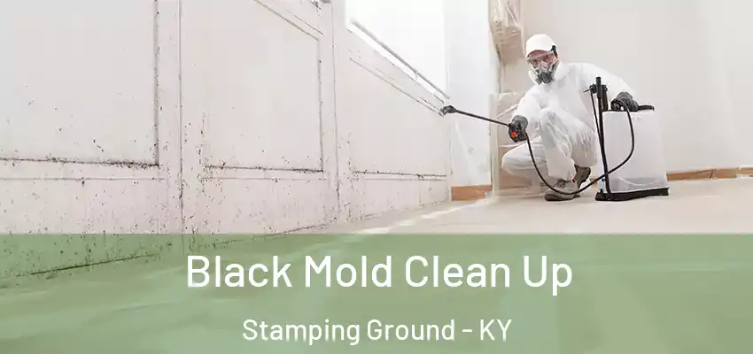  Black Mold Clean Up Stamping Ground - KY
