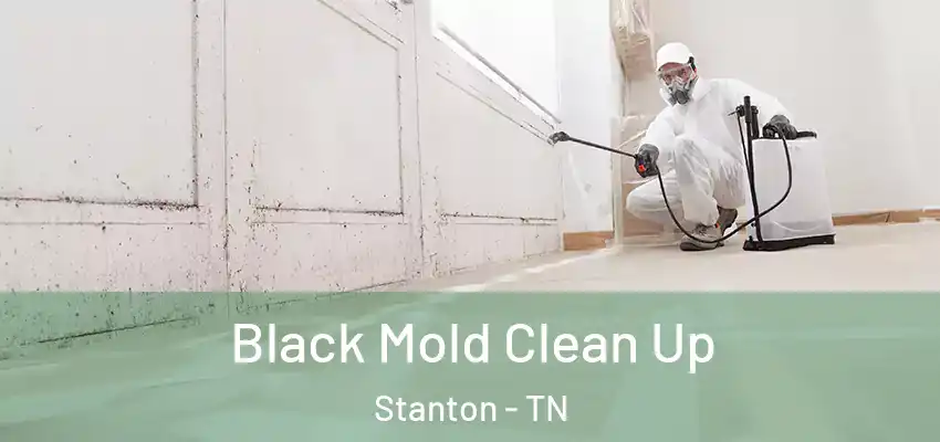  Black Mold Clean Up Stanton - TN