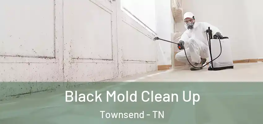  Black Mold Clean Up Townsend - TN