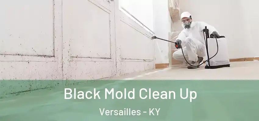  Black Mold Clean Up Versailles - KY