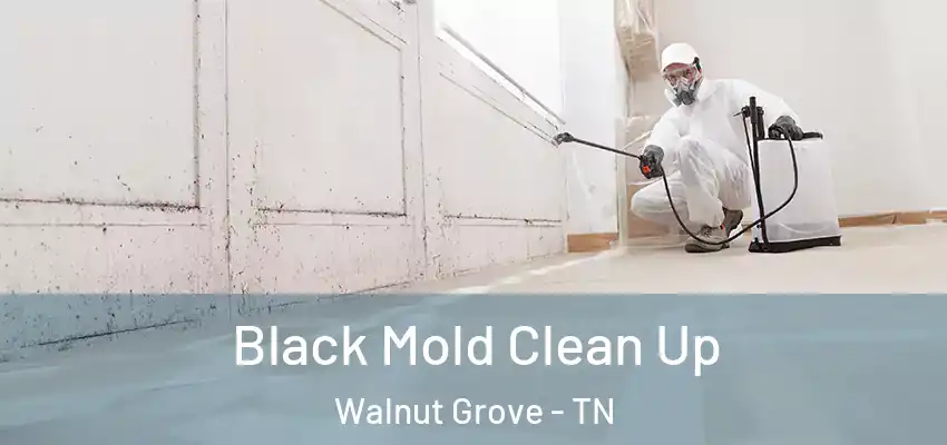  Black Mold Clean Up Walnut Grove - TN