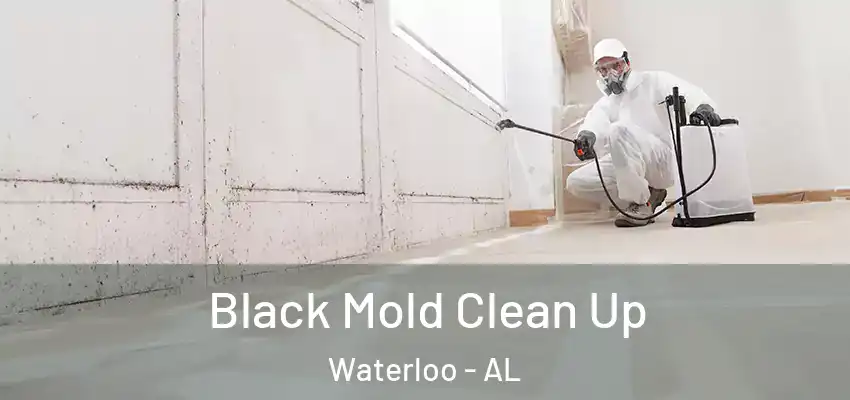Black Mold Clean Up Waterloo - AL