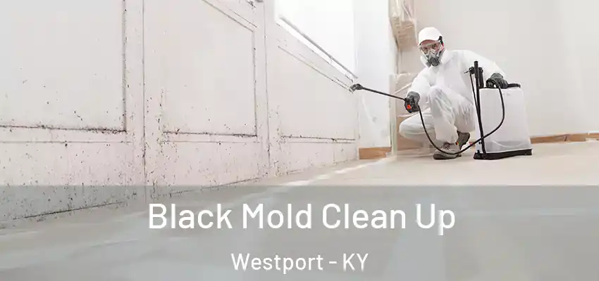 Black Mold Clean Up Westport - KY