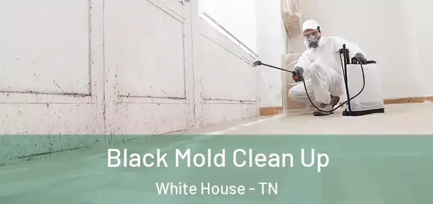  Black Mold Clean Up White House - TN