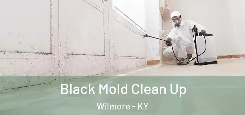  Black Mold Clean Up Wilmore - KY