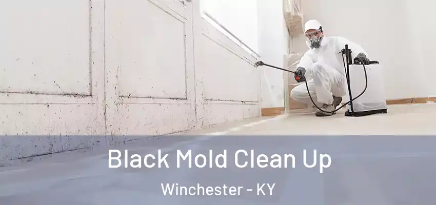  Black Mold Clean Up Winchester - KY