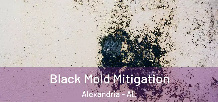 Black Mold Mitigation Alexandria - AL