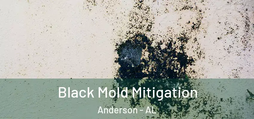  Black Mold Mitigation Anderson - AL