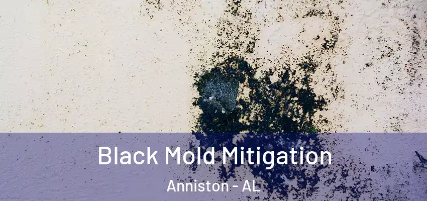  Black Mold Mitigation Anniston - AL