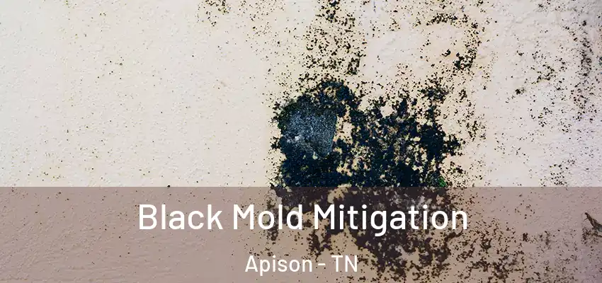  Black Mold Mitigation Apison - TN