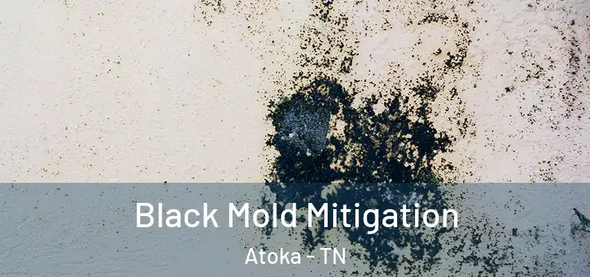  Black Mold Mitigation Atoka - TN