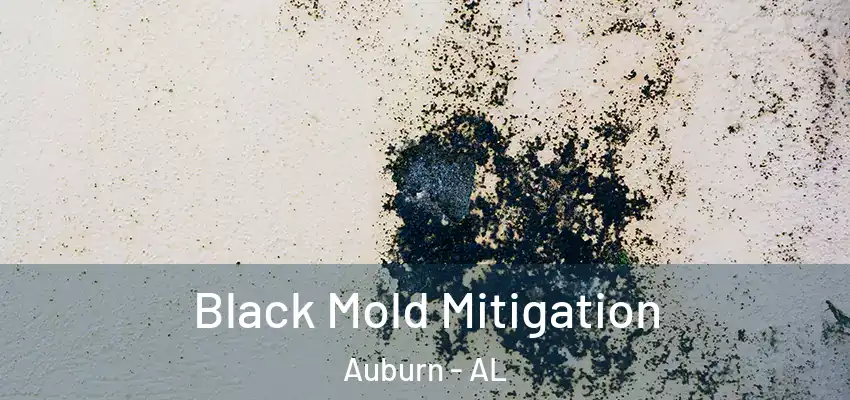 Black Mold Mitigation Auburn - AL