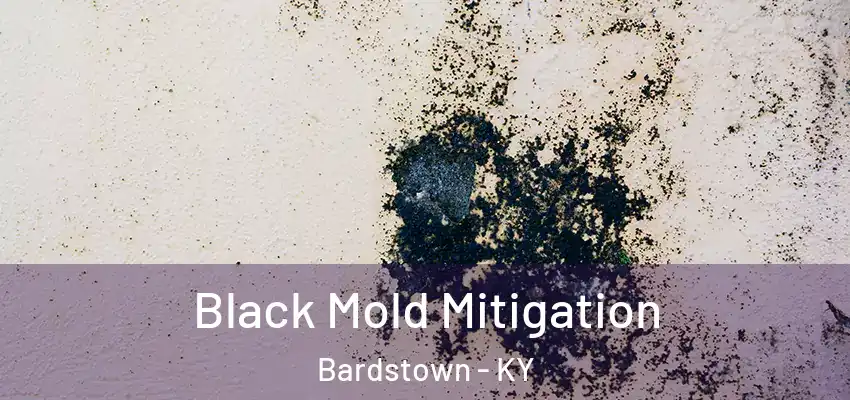  Black Mold Mitigation Bardstown - KY