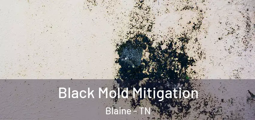 Black Mold Mitigation Blaine - TN