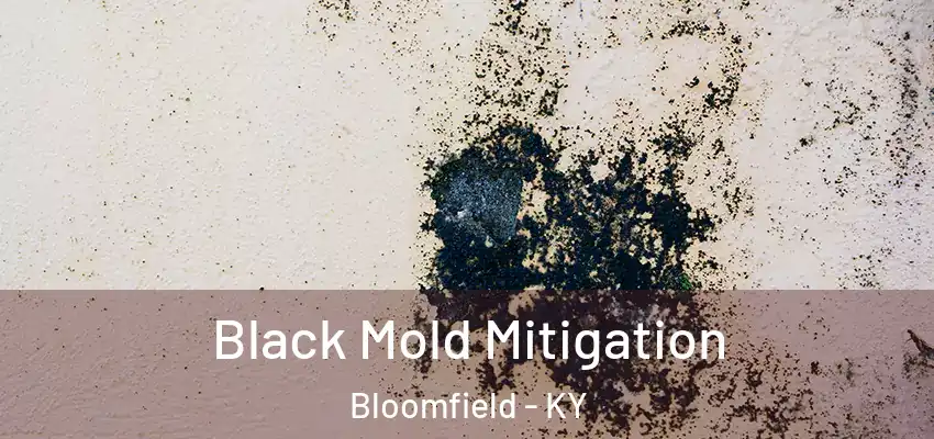 Black Mold Mitigation Bloomfield - KY