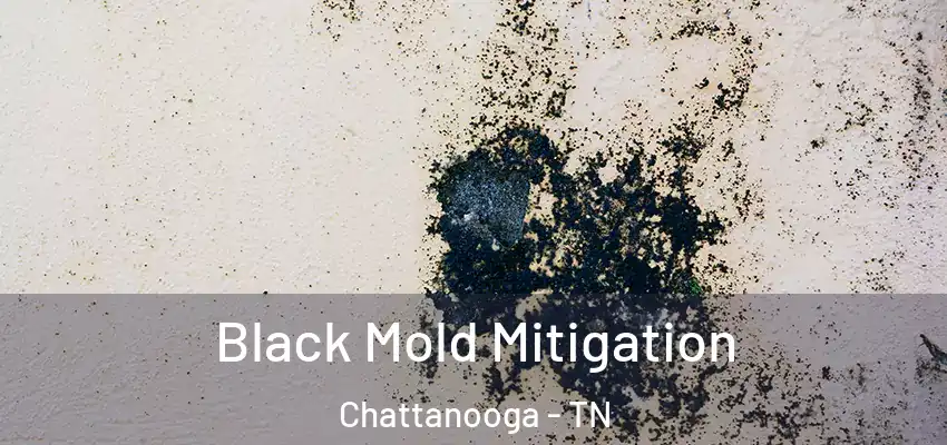Black Mold Mitigation Chattanooga - TN