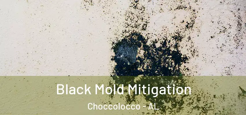 Black Mold Mitigation Choccolocco - AL